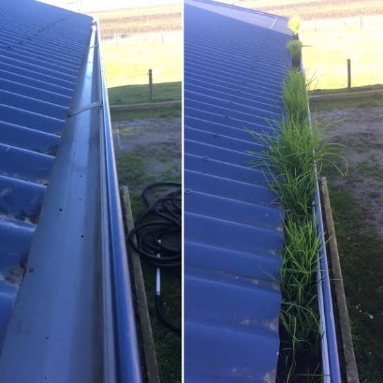 Professional high-reach gutter vacuum system clearing clogged gutters on terraced house in Chorlton